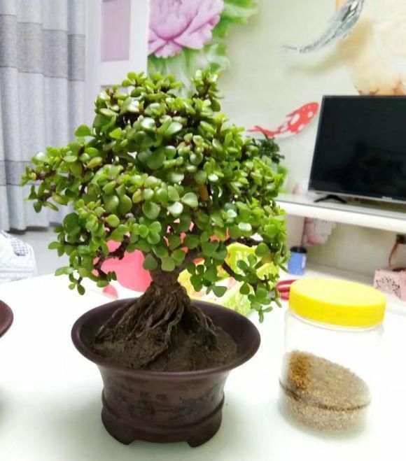 塑型|养一盆金枝玉叶，一剪一扎，轻轻松松，变成值钱的“盆景”
