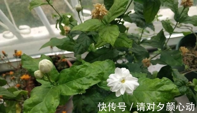 开花|最厉害的促花水,每个月给栀子茉莉喝一碗,顺利开花,香味浓