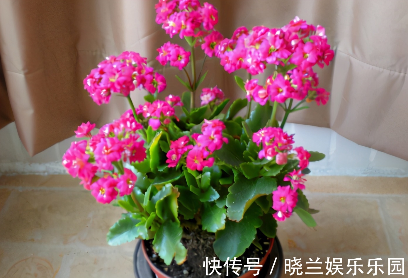 肥料|蛋壳的营养、制肥方法、养花的好处，大家知道多少？