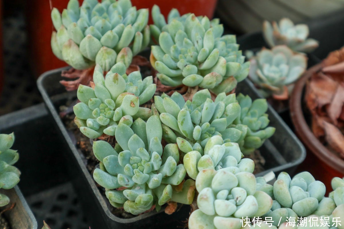 老花匠的养肉秘方,避开5个坑,才能养出结实多肉