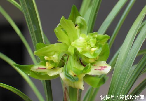 余蝴蝶|此花,比桂花还香,比蝴蝶兰漂亮,养在家中上档次