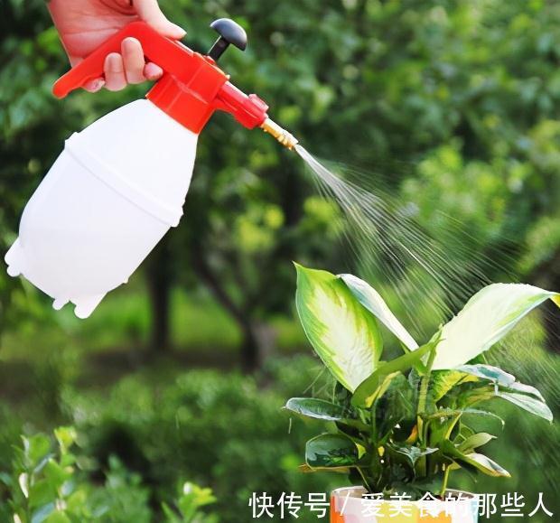浇水|有些人养花10年都没搞清楚,浇水是一门学问,越简单越容易忽视