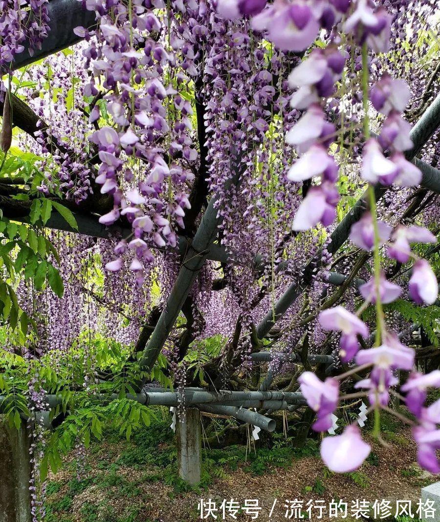 这花就要养老桩,年年开花,越老越值钱