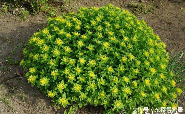 春夏季节开满金黄色花朵的三七景天,很好养的多肉,基本零难度