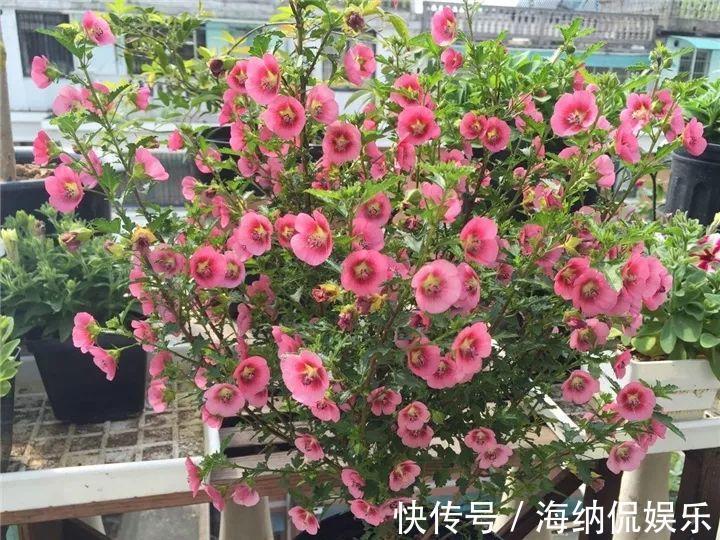 枝条|急性子养的6种花，长的快、爆花多，1盆能开大半年！