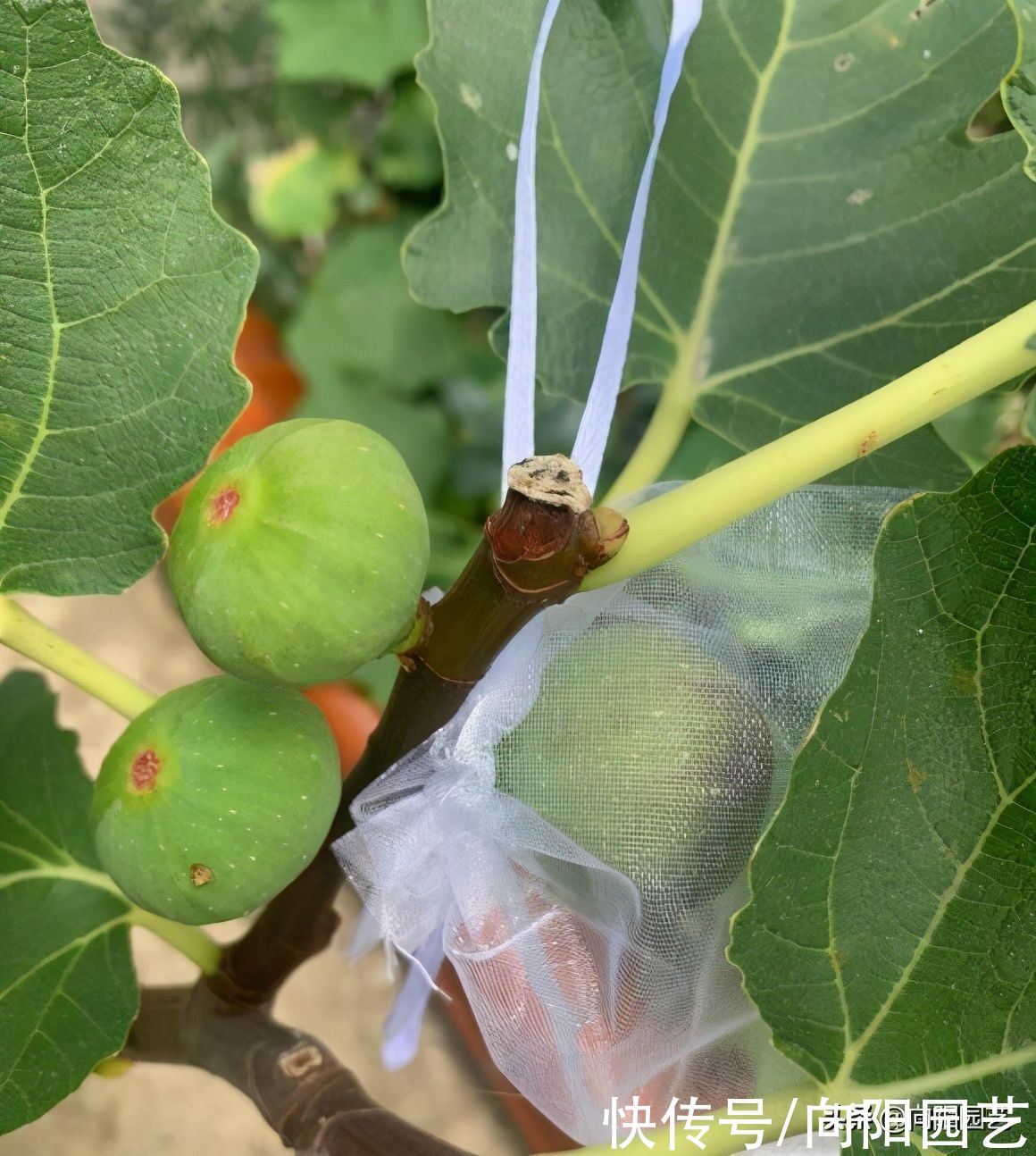 公园剪点无花果枝条，自己扦插，种到花盆里，夏天就能结果子