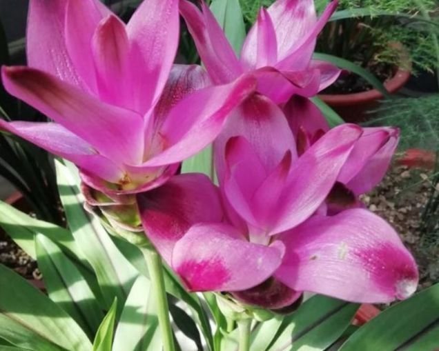 百合花|4种花深受花友的喜欢，开花爆盆很简单，美不胜收，你养了吗