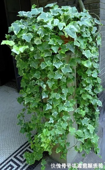 8种“吸毒花”,家里养一盆,废气吸光光,净化空气一级棒