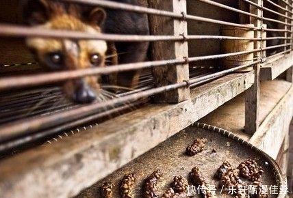 制作|世界上“奢靡猫屎咖啡”制作过程曝光,网友呼吁不喝了,太残忍