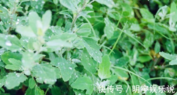 野菜|5种野菜,城里人当杂草,却不知这种野菜被誉为”天然钙片“