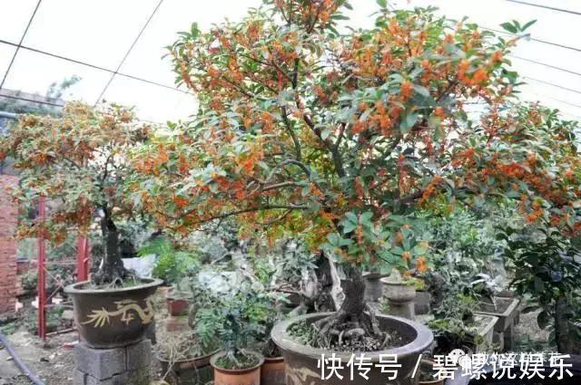 2种花“病菌”不喜欢，养1盆身体好，开花后满屋清香！