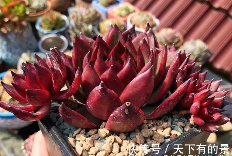 草原|没有草原我们也可以有野马——多肉野马东云，冬天红起来特别的野