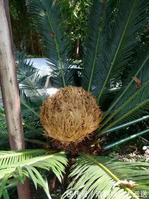 富贵竹|4种花有灵性，平时难开花，一有好事就开花！