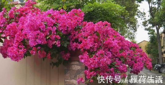 种花|夏天种下4种花，漂亮好养不怕晒，越晒太阳花越多，绽放层叠群花