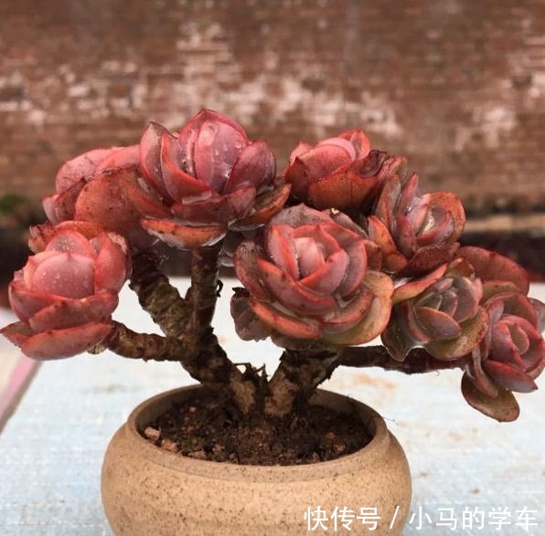 容易爆仔的秀妍，要知道，秀妍可不是爆仔那么简单，出状态更美！