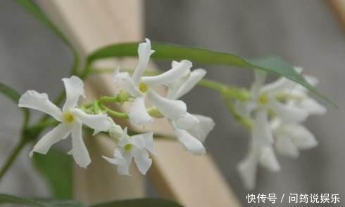 茉莉|风车茉莉开花又香又美，养护注意几点，花朵能连开大半年