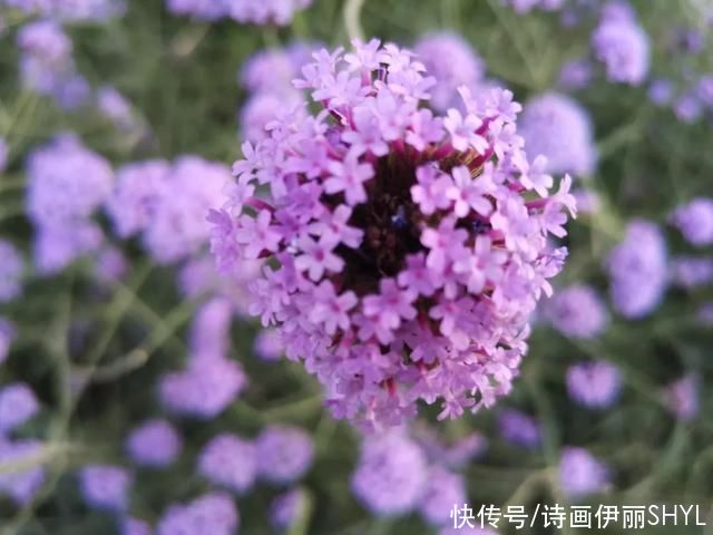 一片片|2021我在鲜花盛开的伊犁河谷等你