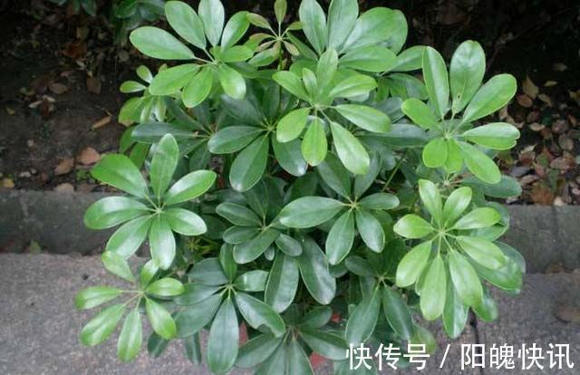 养花施肥“老三样”,掐准时间,看准比例,养一盆爆一盆