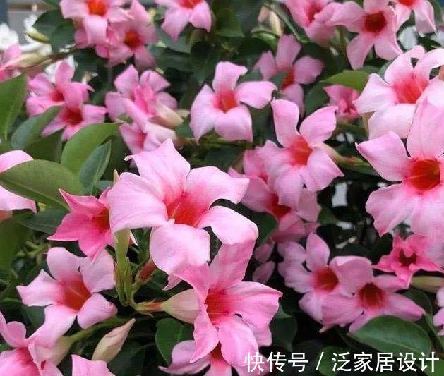 光照|7月2日开始，养花试试这几款，花型圆滚迷人，绚丽多彩