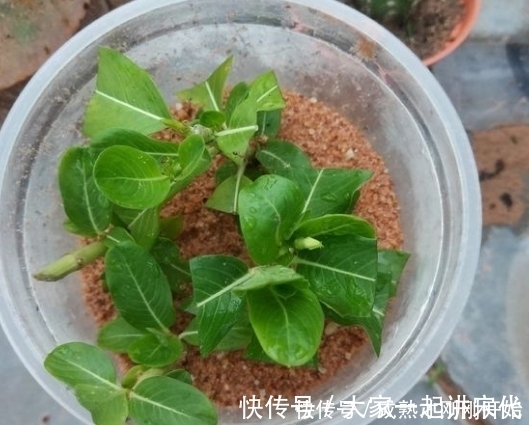 4种漂亮花,不用花钱买,跟邻居要个枝插土里,生根快成活率高!