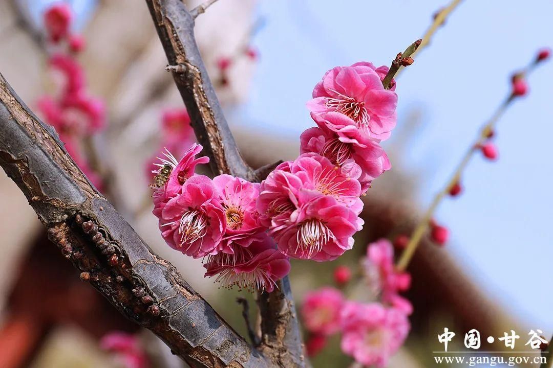 【春日印象】甘谷：梅花盛开春意闹