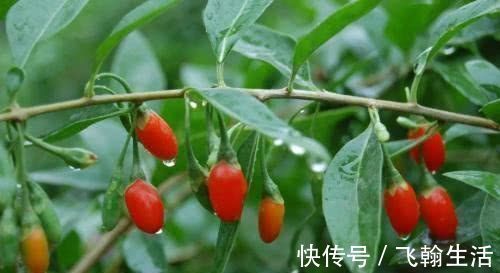 这几种花,养了就是赚到,花苞、果实、叶子都是好东西