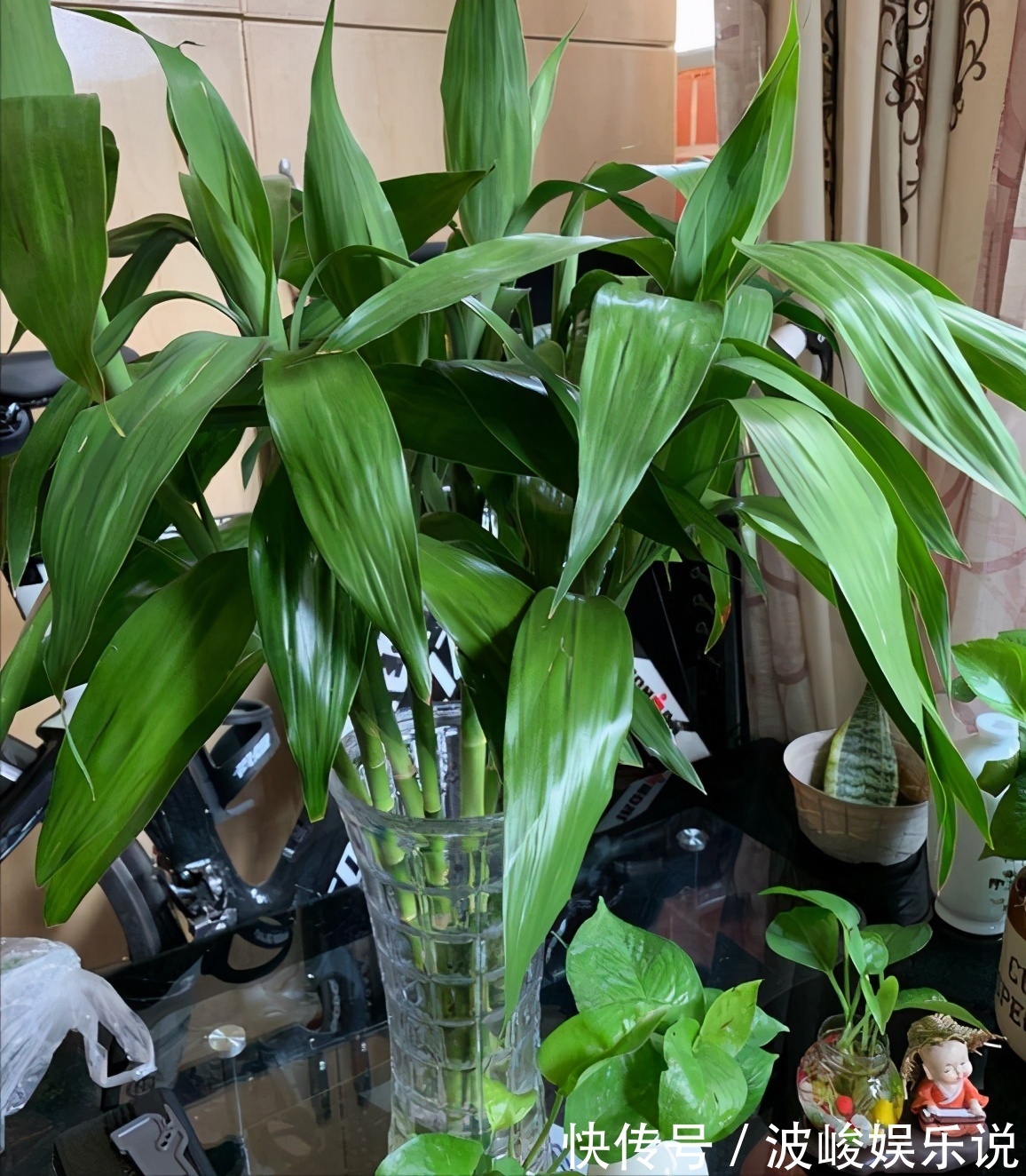 绿森林|8种“漂亮花”别晒大太阳，一晒就耷拉，客厅不见光，养成绿森林