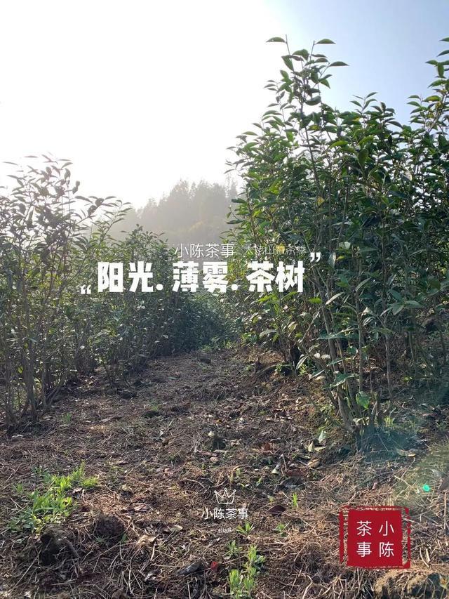 新茶|早上市的白茶，是“作”出来的，分享春茶季的三个真实小故事！