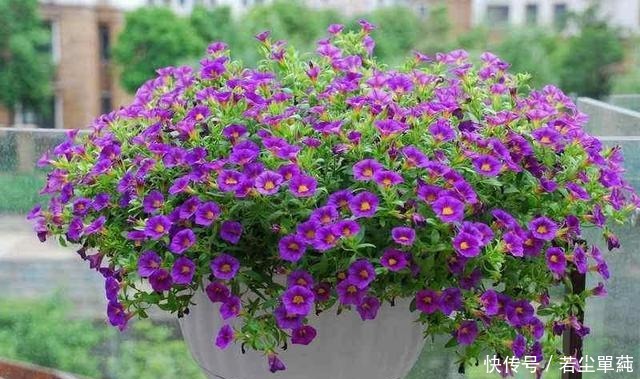 养花不开花用点“它”,催花好“助手”,喷一点点,花量翻倍!