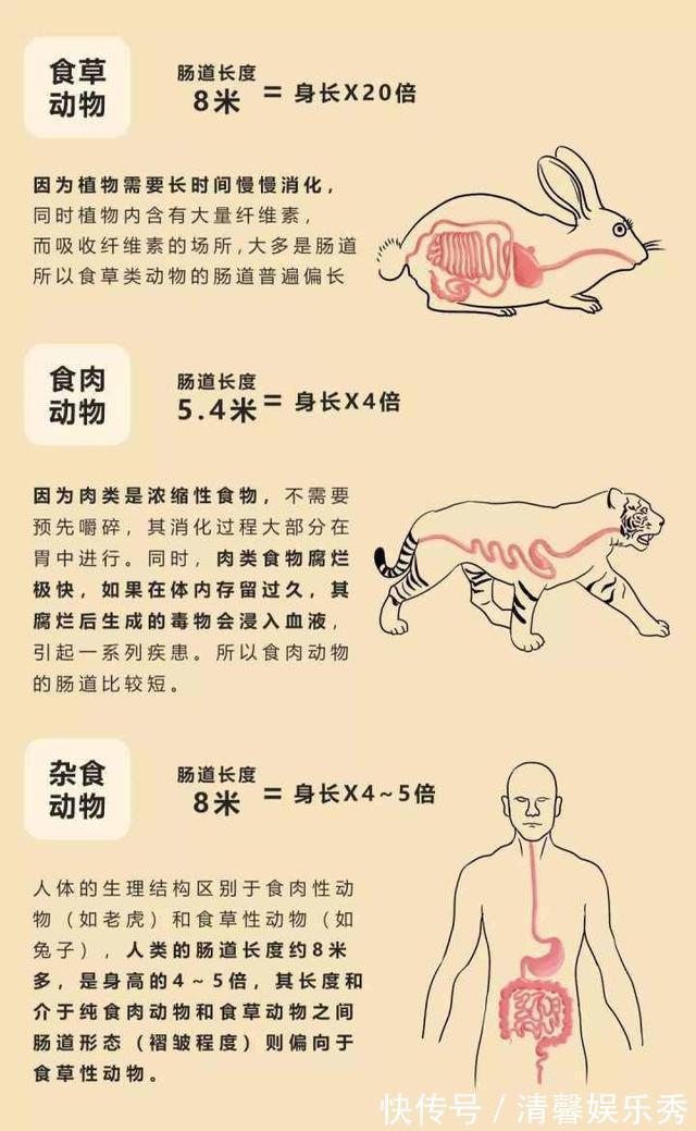 植物|植物营养较低，为什么牛只吃草，却能长一身肌肉？