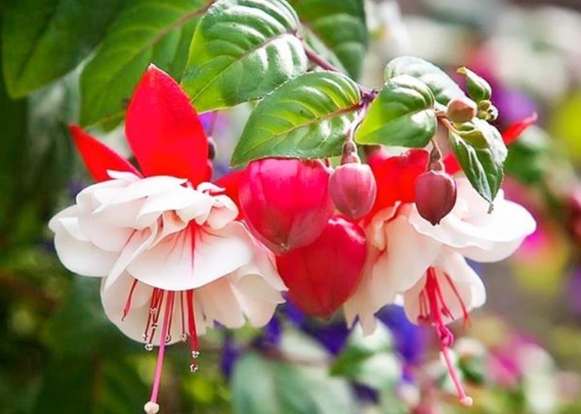 杜鹃花|家里养此款花卉,便宜又好养,花开娇艳美不胜收,一年四季都赏花