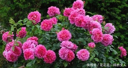 安妮公主|“高端玫瑰”安妮公主,丰腴婀娜,芳姿耀眼,堪称庭院养花首选