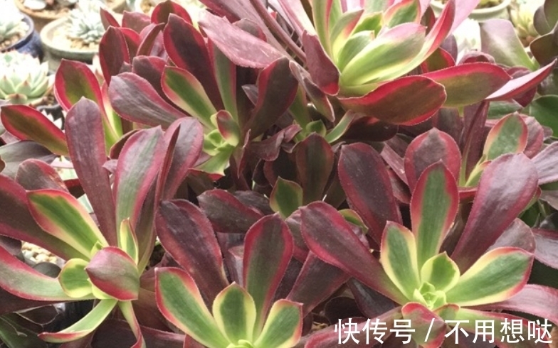 多肉孔雀和赤霞飞长得像吗?不,它们无论是颜色还是叶形都不雷同