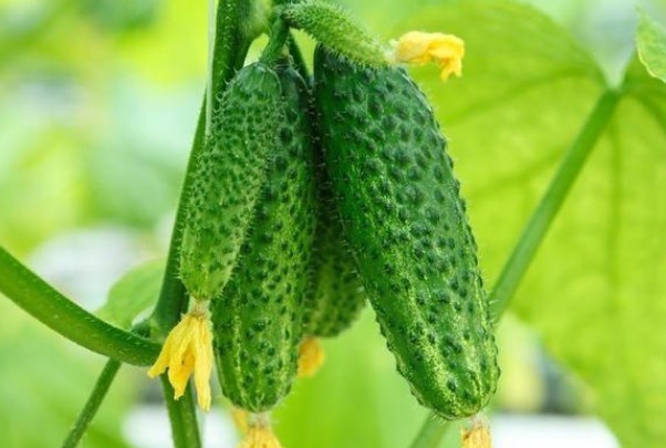黄瓜|黄瓜的4大禁忌,吃对了才有益健康,吃错还有患癌的风险