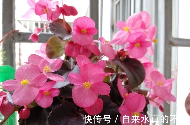 秋海棠属|家养几种花,花期长,花色艳丽,开成花海,邻居都羡慕!