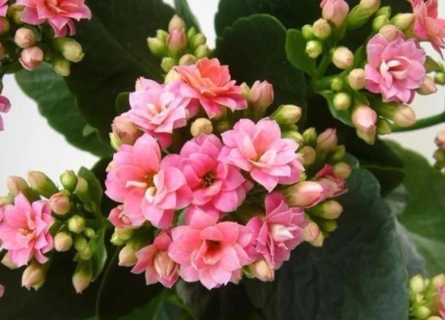 悄悄告诉你,花卉不开花,用点“催花水”,花开满盆,变养花高手