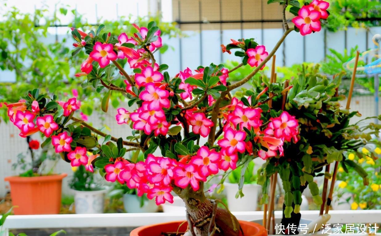 高温天气|新人养花,盆栽这3款,不用怕它们不耐折腾,还漂亮好活