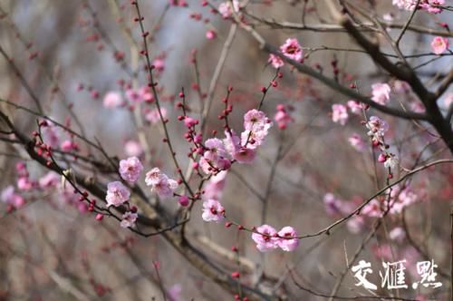 “立春”了 南京梅花山早梅花开朵朵