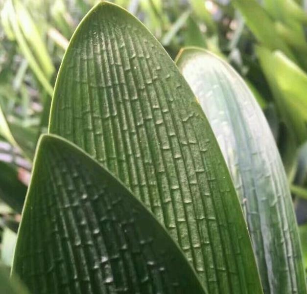 炉渣|养君子兰用这个小妙招,开花多、新叶多、不夹箭,叶子绿的发光