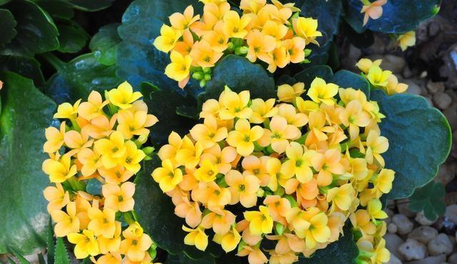 长寿花开成一个大“灯笼”,是怎么做到的?5个要点,缺一不可