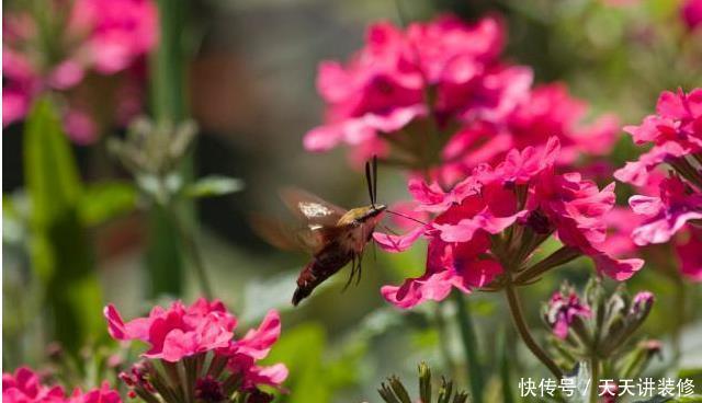  长寿花开完花，换盆多做1步，生根快服盆早，花开小半年