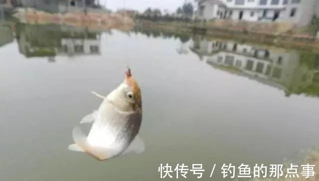 双钩的“上钩”和“下钩”中鱼区别,想不空竿,赶紧学
