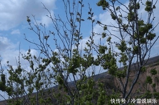食物|在农村长大的你,你有全部吃过这些食物吗!尤其是最后一种