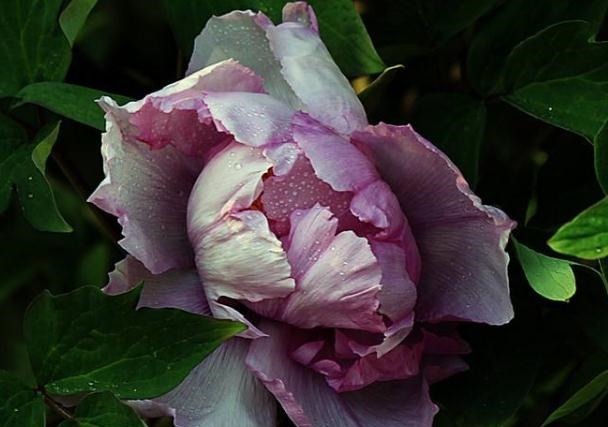 家里“3种花”不能见光，放暗处“摆好”，叶片油亮、花儿开得旺