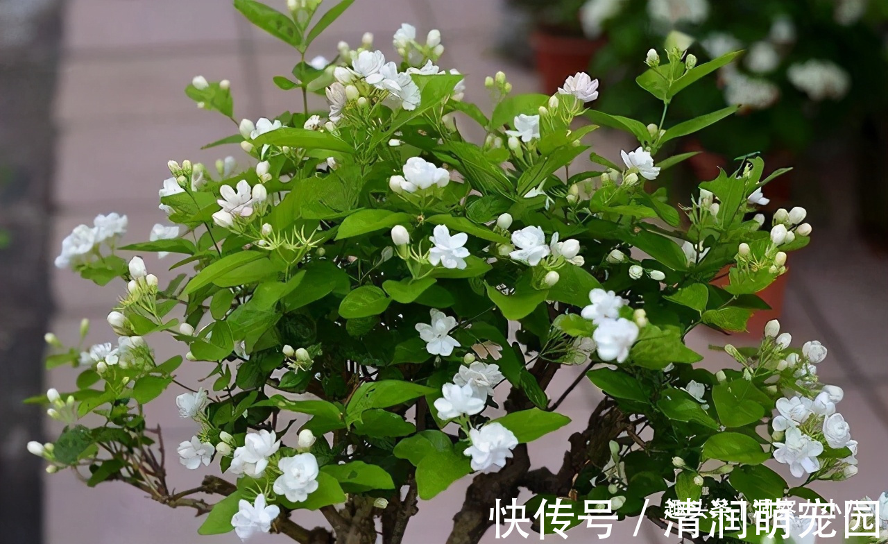 土壤|茉莉需润养,这“三位置”留点水,花苞咕噜冒,一次绽放上百朵