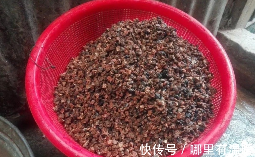 松针土|养花营养土不用买,4种材料搭配起来,松软又肥沃,养啥花都旺