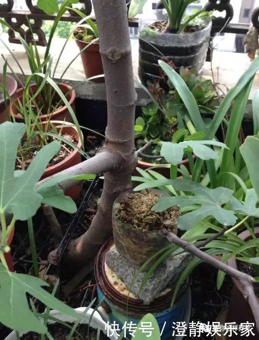 枝条|1个塑料瓶套在无花果枝条上,10天就生根,当年就结50多颗果