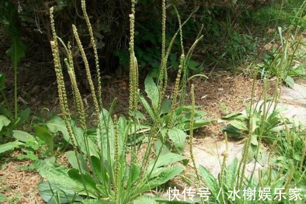 口腔疾病|一味车前草,养生大功效,用车前草泡水喝,4大作用你了解多少
