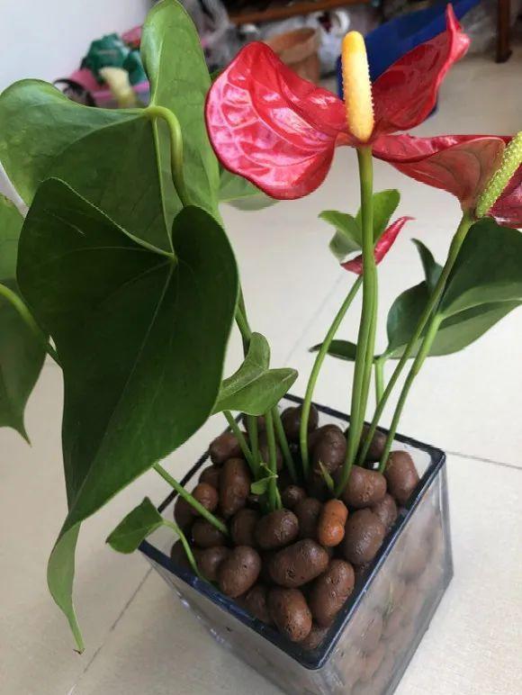 茉莉花扦插有机关,砍这一段枝条,插土里3天就活!