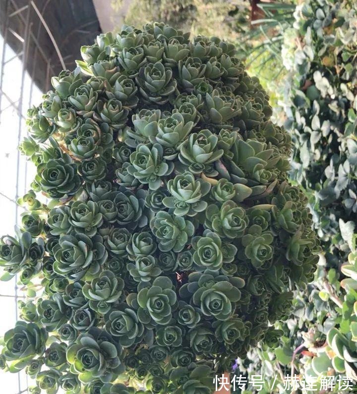 艾伦|姐姐养了9年的多肉,没有买肥就用它,个个长成精!